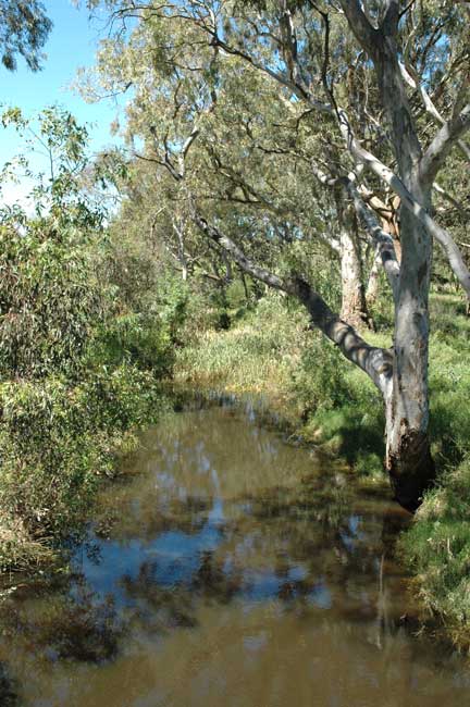a bee keeper in her garden